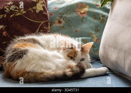 a three-colored cat sleeps curled up on the couch Stock Photo