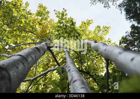 Looking up at the canopy of a forest with light-colored tree trunks and vibrant green and yellow leaves against a bright sky. Stock Photo