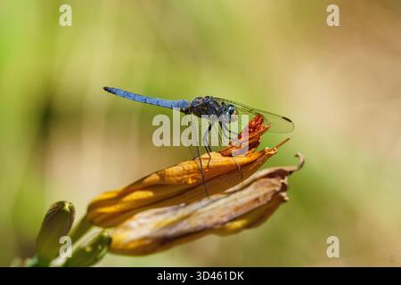 A vibrant blue dragonfly (Odonata) perches delicately on a wilted flower. Its transparent wings and slender body contrast with the curling, fading pet Stock Photo