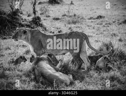 Two lionesses standing guard, attentively watching over their playful cubs amidst the lush green savanna, embodying family protection and care Stock Photo