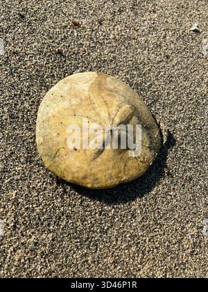Sand dollar on a beach. The term "sand dollar" derives from the appearance of the tests (skeletons) of dead sea urchins after being washed ashore. Stock Photo