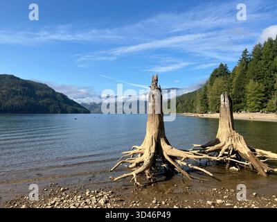 Dead tree stumps on beach at Comox Lake Bluffs Ecological Reserve, Comox Valley, Vancouver Island, British Columbia, Canada Stock Photo