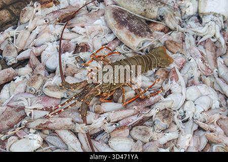 Fresh and live lobster in the market for sale. Healthy sea food. Spiny Lobster, Homarus. Stock Photo