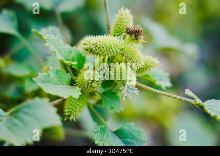 Common cocklebur fruits close-up view with selective focus on foreground Stock Photo