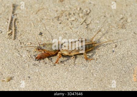 Orthoptera Gryllotalpa Mineral Diversity and Future Implications
