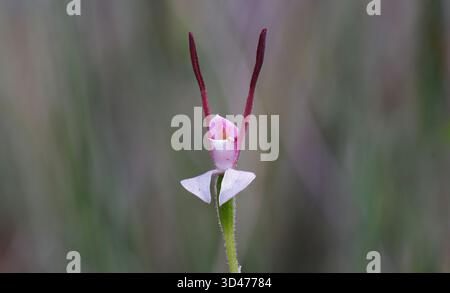Close up of a Rabbit orchid (Leptoceras menziesii) pink, red and white flower head with bokeh in grassland forest at Anglesea, Victoria, Australia Stock Photo