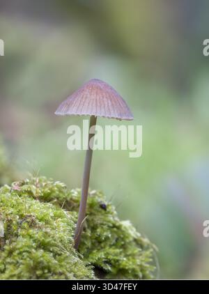 Single fungi [ Mycena amicta ] growing on a mossy stump Stock Photo