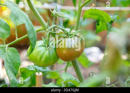 Unripe tomatoes hanging on a vine in a sunny garden, showing early ripening stages with fresh green leaves. Stock Photo