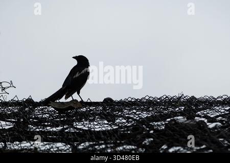 Silhouette of a lone magpie bird perching atop of wire mesh against a gray sky. Black and white image with copy space. Stock Photo
