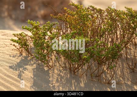 Doha, Qatar - October 30, 2025: Close-up of green desert plants growing in dry sand under warm sunlight. Halophyte plant of Qatar Desert Stock Photo
