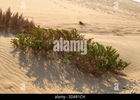 Doha, Qatar - October 30, 2025: Close-up of green desert plants growing in dry sand under warm sunlight. Halophyte plant of Qatar Desert Stock Photo