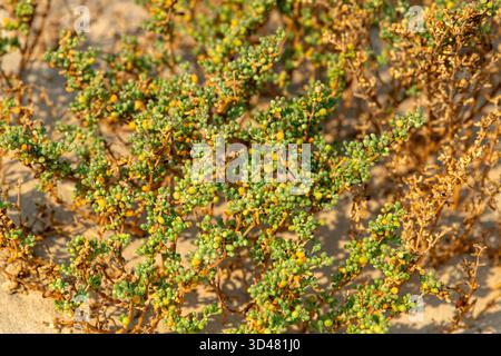 Doha, Qatar - October 30, 2025: Close-up of green desert plants growing in dry sand under warm sunlight. Halophyte plant of Qatar Desert Stock Photo