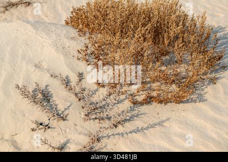 Doha, Qatar - October 30, 2025: Close-up of green desert plants growing in dry sand under warm sunlight. Halophyte plant of Qatar Desert Stock Photo