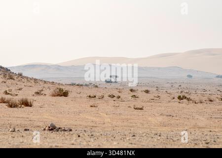 Zikreet, Qatar - October 30, 2025: Natural Parkland in Qatar, desert Zekreet, spring season desert view Stock Photo
