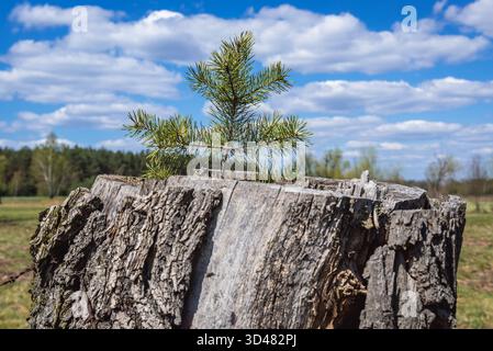 Small pine grows in the trunk of an old tree in Wegrow County, Poland Stock Photo