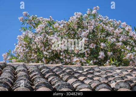 Oleander plant in Corfu town on a Greek island of Corfu Stock Photo