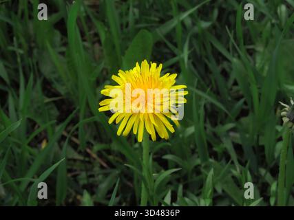 Bright yellow dandelion in the green grass Stock Photo