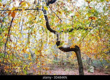 The glorious colours of Autumn on an old twisted Beech tree in Woodland in Worcestershire, England. Stock Photo