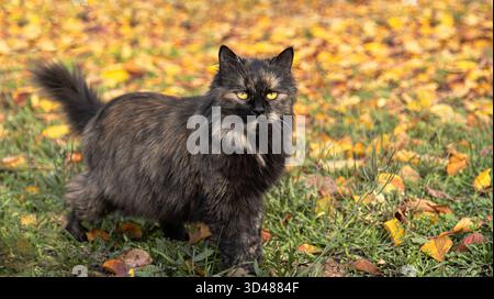 A fluffy tortoiseshell cat strolls among fallen leaves in autumn Stock Photo