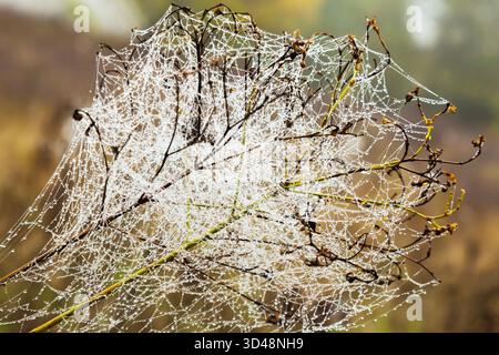 Spider web on the branches of a bush. Stock Photo