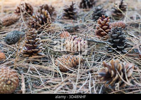 Cones lie on the ground with dried pine needles Stock Photo