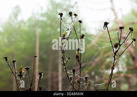 Spider web on the branches of a bush. Stock Photo