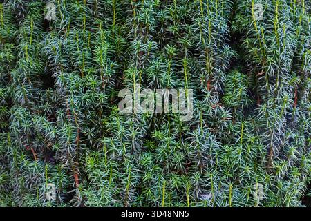 Green thuja tree branches closeup Stock Photo