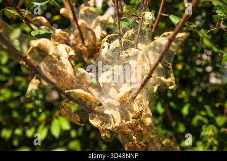 Spider web on the branches of a green tree. Stock Photo