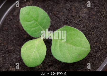tobacco seedling "Tobacco Seedlings, Green:Albino 3:1, Petri Dish of 200" Growing Tobacco Pt. 1: Germinating
