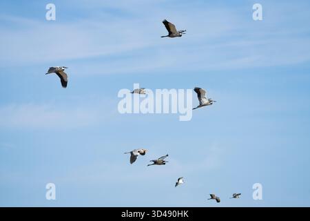 Great blue heron flock (Ardea herodias), flying. Background beautiful blue sky with soft white clouds. South Luangwa National Park, Zambia, Africa Stock Photo