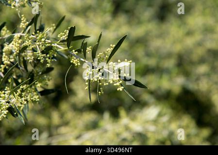 A blooming olive branch in a spring meadow Stock Photo