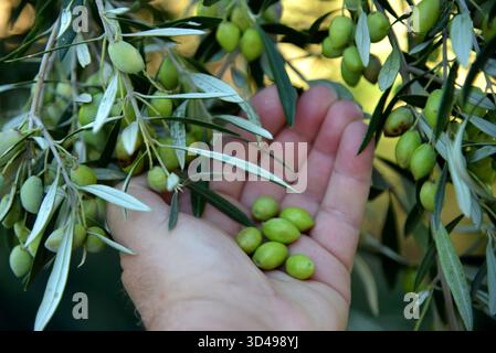 Hand Harvesting Green Olives on Olive Tree Branch Stock Photo
