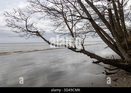 A washed up tree on the beach of Baltic Sea. Fallen tree roots in the sand. Overcast day in Latvia, Europe. Stock Photo