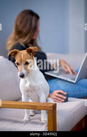 Woman lying on terrace sofa using laptop with mouse. Female freelancer working remotely on patio with her dog nearby Stock Photo