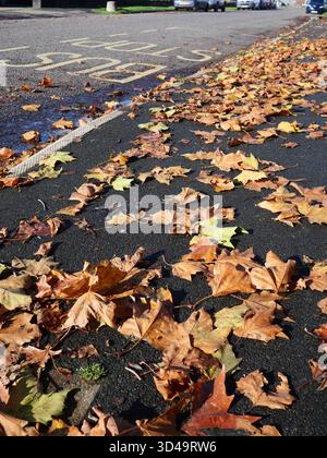 Autumn leaves on pavement adjacent to bus stop, Exeter, UK Stock Photo