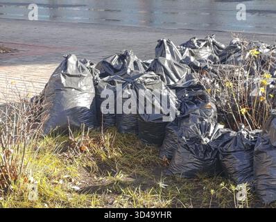 Dry leaves in black garbage bags lie on the ground in a city park Stock Photo