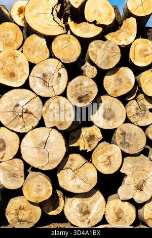Wood logs cut and stacked, forming a natural textured pattern Stock Photo