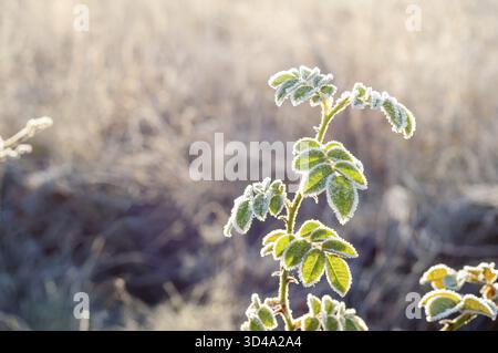 Close-up of frost-covered wild rose leaves on a cold autumn morning, illuminated by soft sunlight Stock Photo