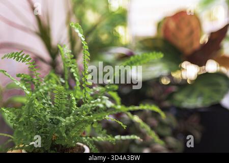 Close-up leaves tropical plant in raindrops in rays sun. tropical fern plant in flowerpot on balcony greenhouse Stock Photo