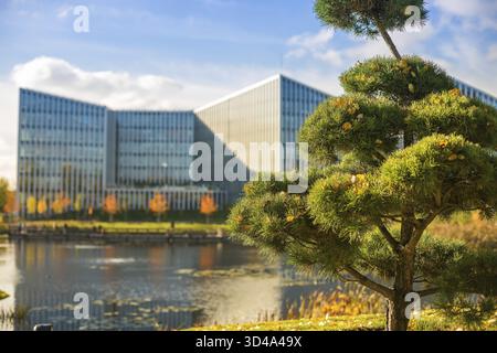 A pine tree with green and yellowish needles stands in front of modern buildings reflected in water, with autumn trees in the background Stock Photo
