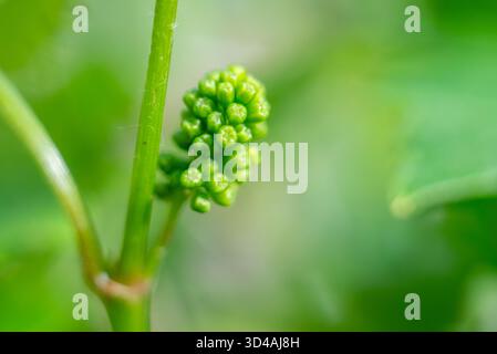 Young grape vine new growth, a bud on a branch in morning spring sun. Stock Photo
