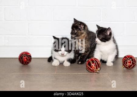 Three adorable black and white kittens sit on the floor among festive red Christmas decorations against a white brick wall. Stock Photo