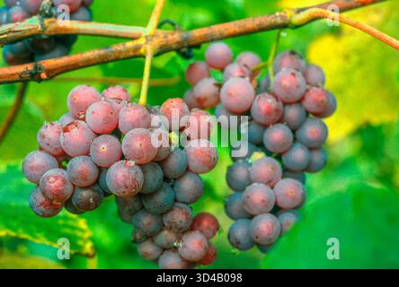 delaware-grapes-vitis-labrusca