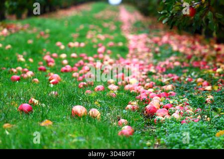 Fallen Apples Covering the Ground in an Autumn Orchard Stock Photo