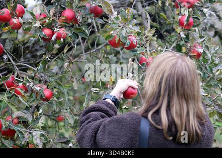 A woman picking fresh red apples from an orchard tree in autumn. Stock Photo