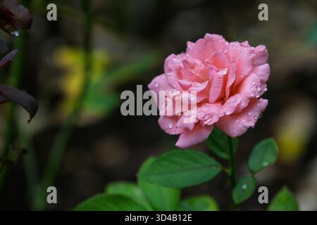 A beautiful pink rose is shown with water droplets on its petals, creating a fresh and vibrant look Stock Photo
