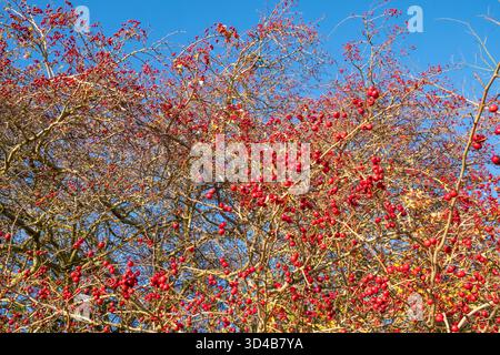 Hawthorn hips or berries. Suffolk, UK. Stock Photo