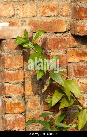 red wall made from hand made bricks with tropical plant in the Sundarbans near Kolkata, India Stock Photo