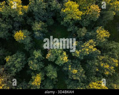 Aerial view of a dense forest canopy with varying shades of green and ...