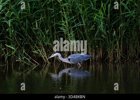 A grey heron hunting Stock Photo